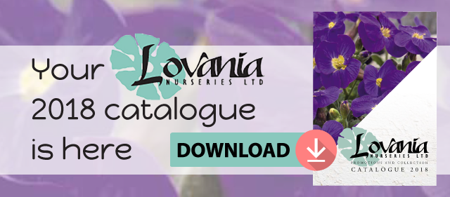 Lovania Catalogue 2018 Header